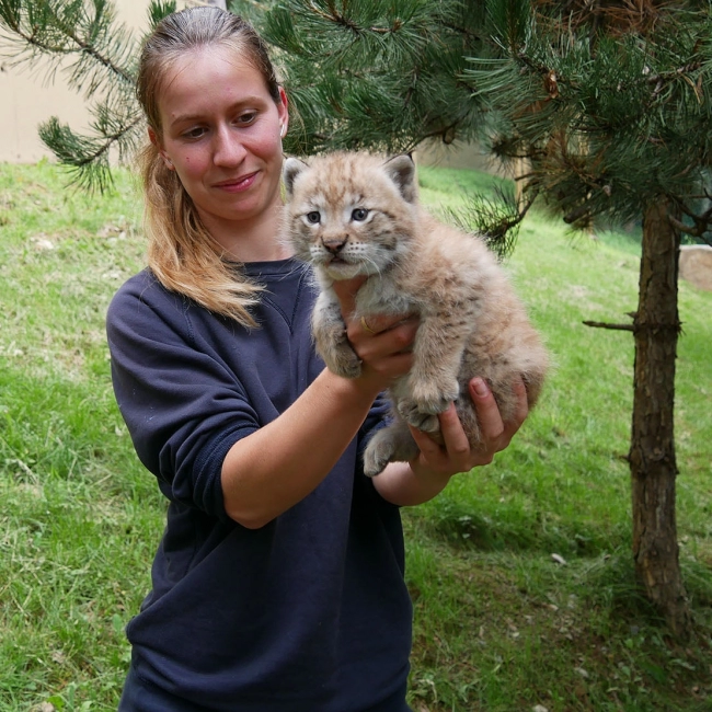Un petit Lynx est né !
