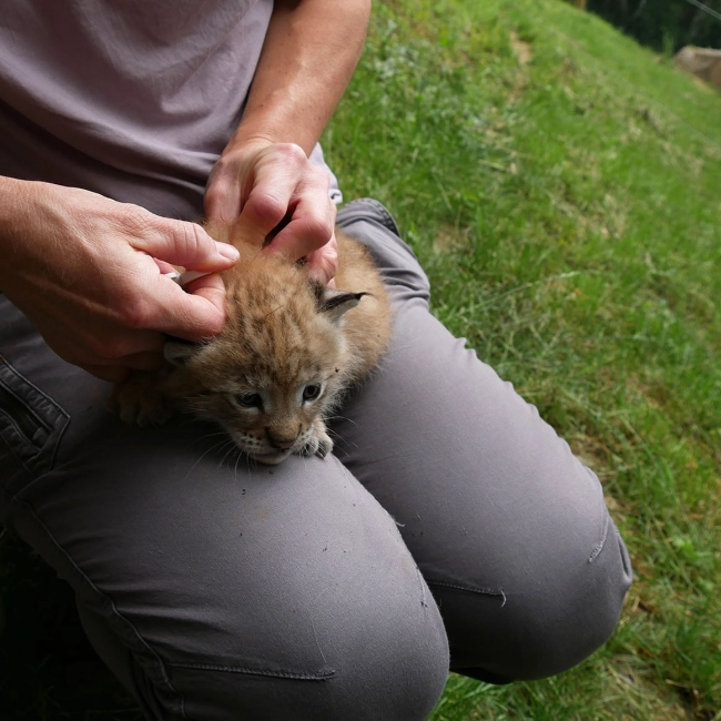 Un petit Lynx est né !