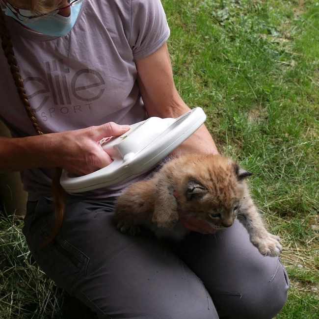 Un petit Lynx est né !