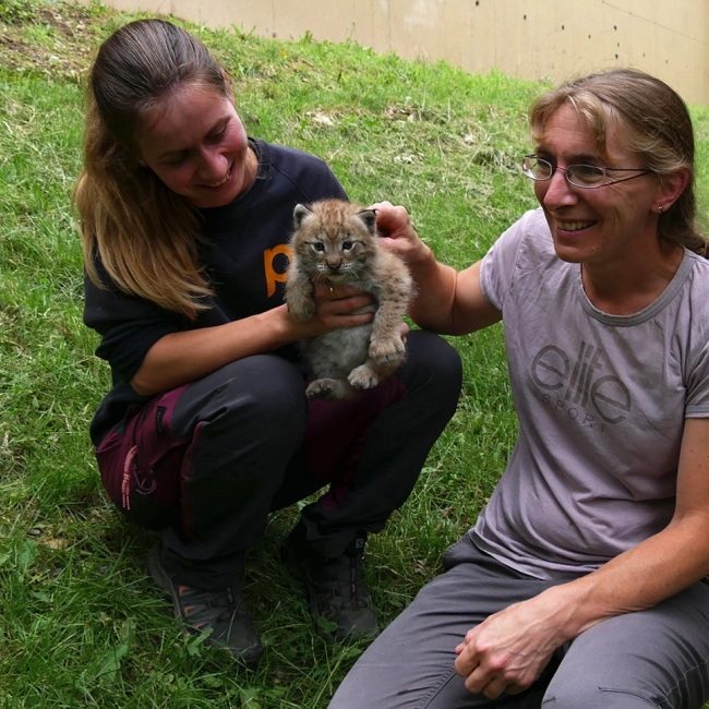 Un petit Lynx est né !