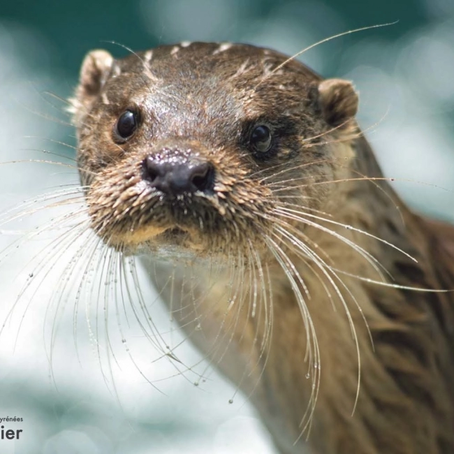 Loutre d'Europe | Parc Animalier des Pyrénées
