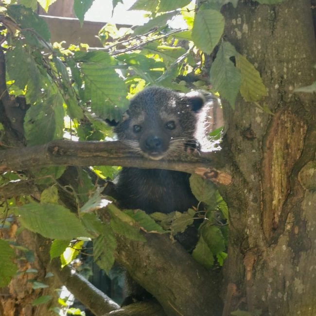 Bébé Binturong - Parc Animalier des Pyrénées