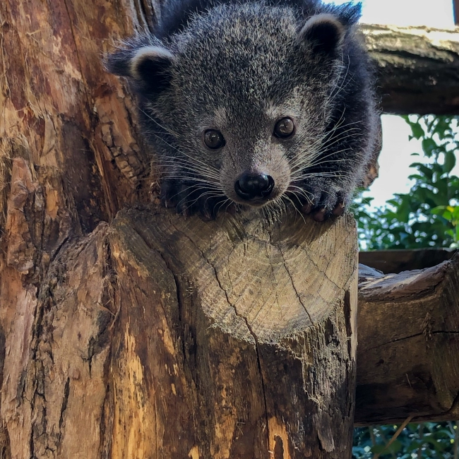 Bébé Binturong - Parc Animalier des Pyrénées