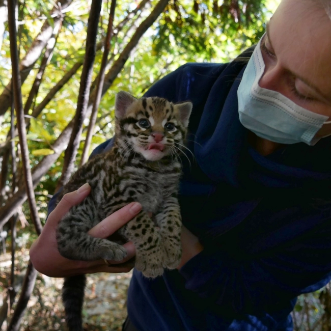 Ocelot - Parc Animalier des Pyrénées