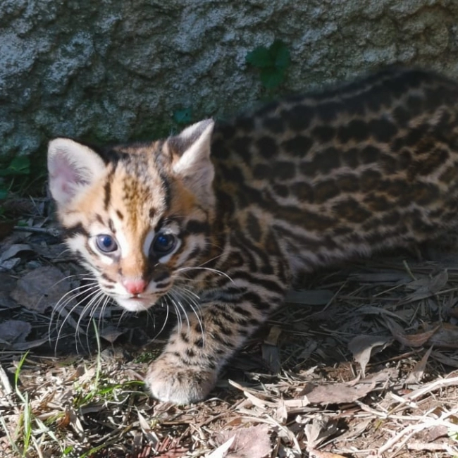 Ocelot - Parc Animalier des Pyrénées