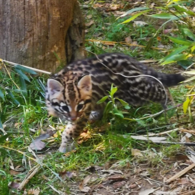 Ocelot - Parc Animalier des Pyrénées