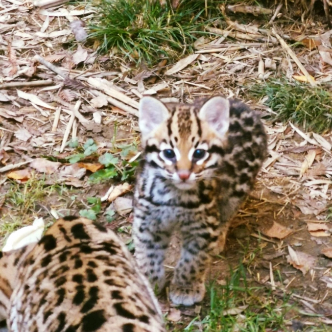 Ocelot - Parc Animalier des Pyrénées