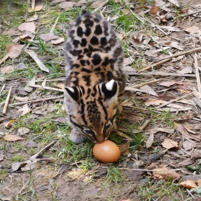Ocelot - Parc Animalier des Pyrénées