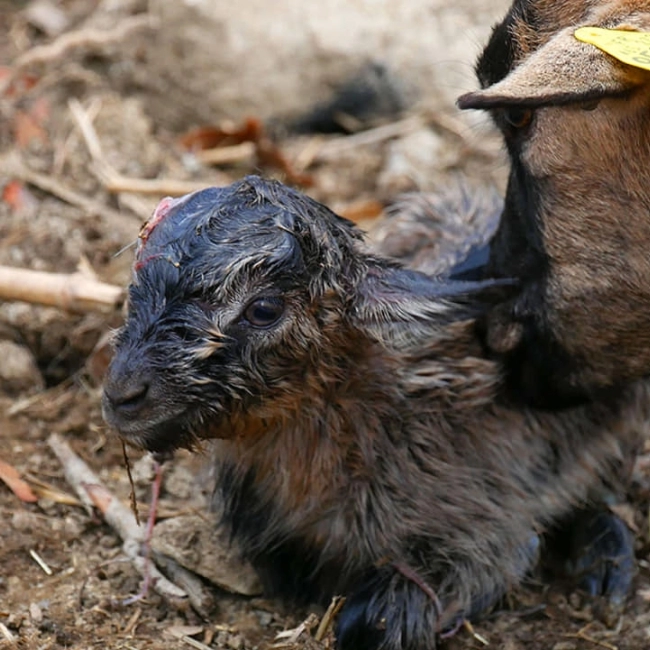 Un chevreau est né !