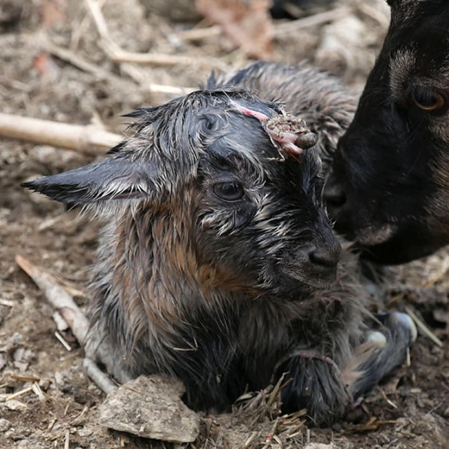 Un chevreau est né !