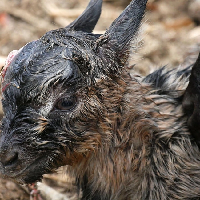 Un chevreau est né !