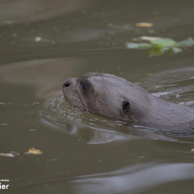 Loutre Géante | Parc Animalier des Pyrénées