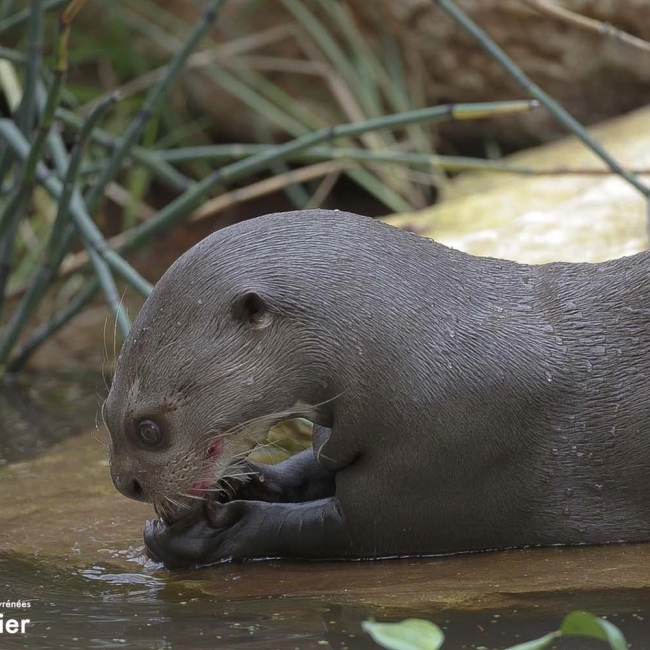 Loutre Géante | Parc Animalier des Pyrénées