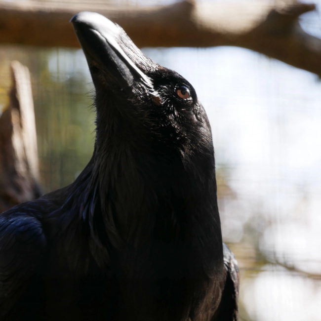 Grand Corbeau | Parc Animalier des Pyrénées