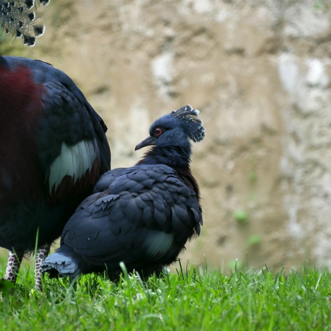 Un petit Goura de Victoria est né !