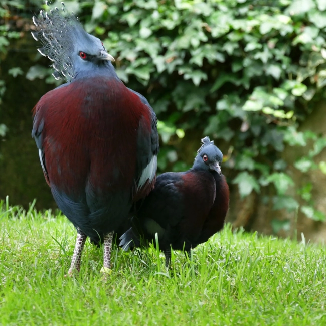 Un petit Goura de Victoria est né !