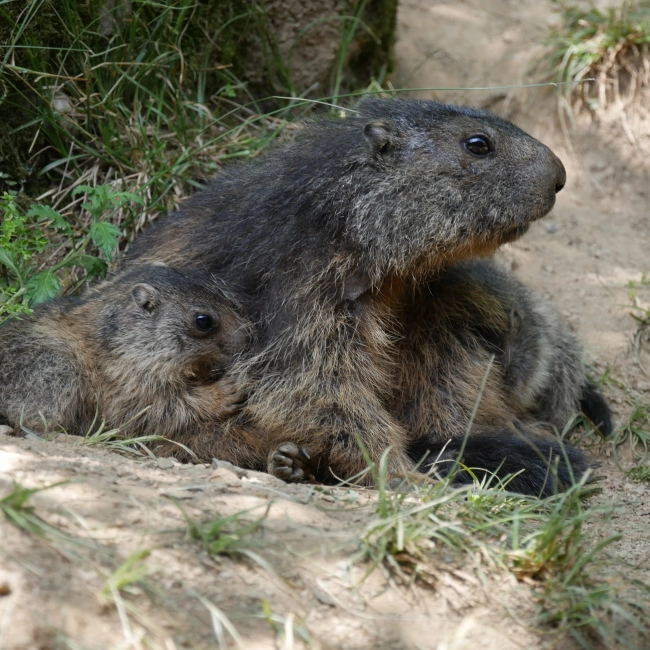Marmotton - Parc Animalier des Pyrénées