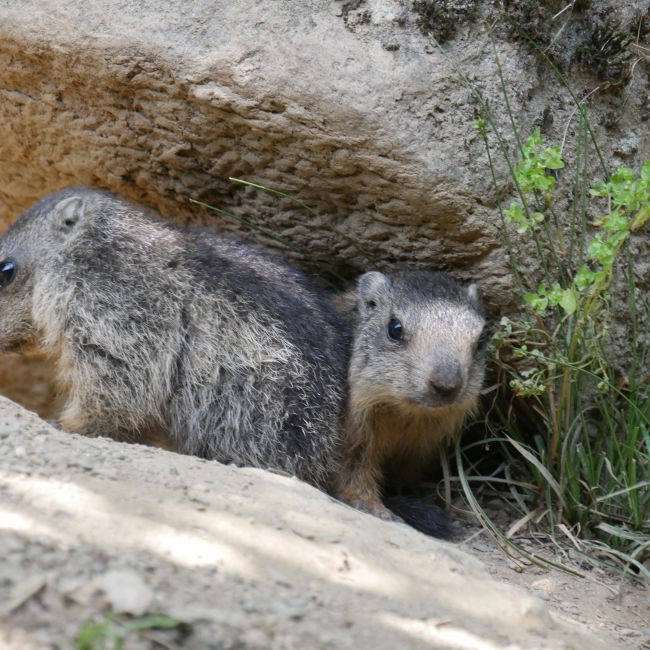 Marmotton - Parc Animalier des Pyrénées