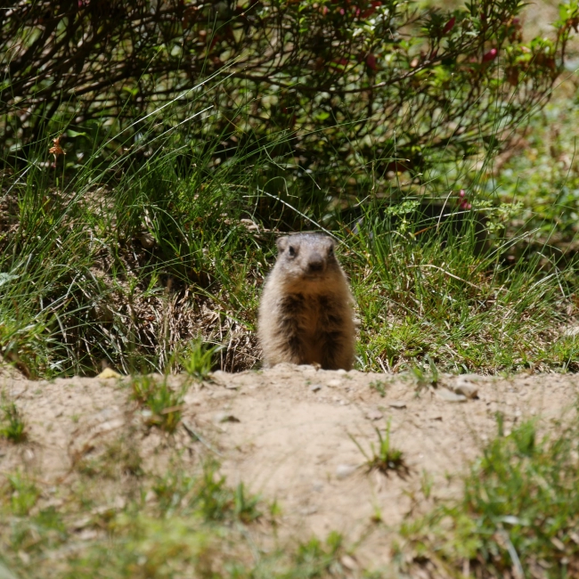 Marmotton - Parc Animalier des Pyrénées