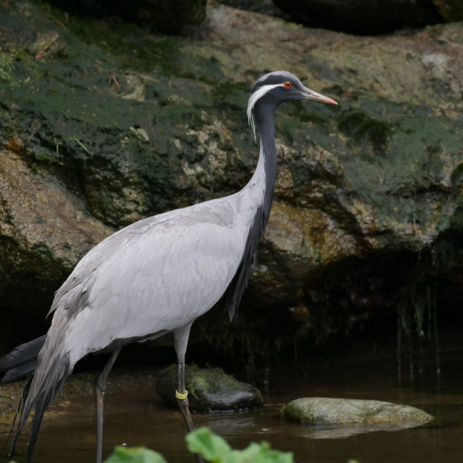Grue Demoiselle | Parc Animalier des Pyrénées
