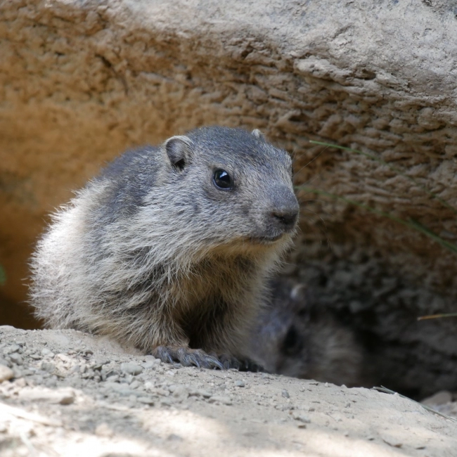Marmotton - Parc Animalier des Pyrénées
