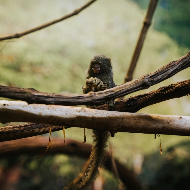 1 Ouistiti Pygmée est né !