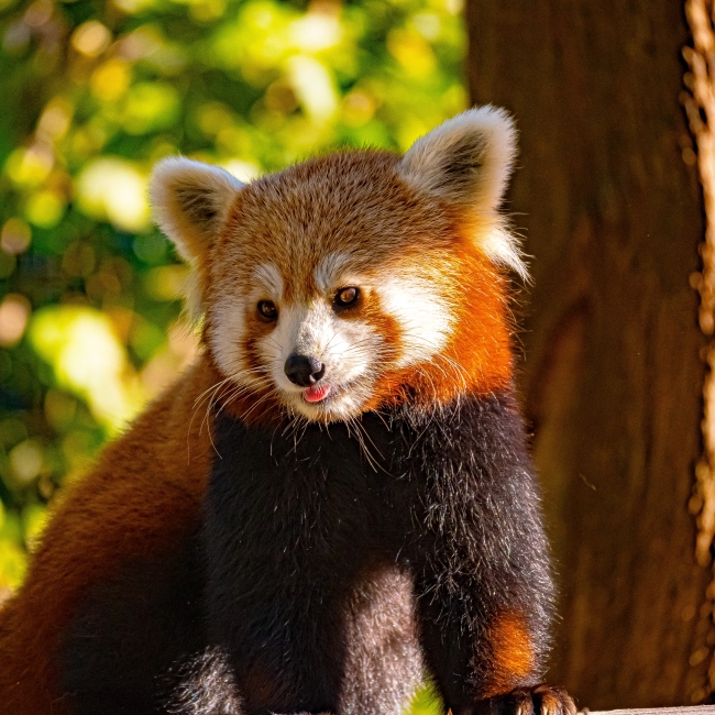 Panda Roux | Parc Animalier des Pyrénées
