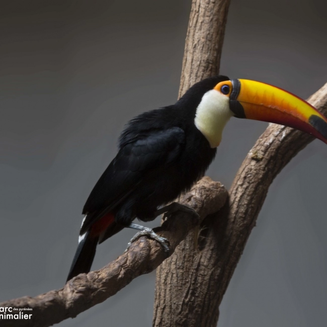 Le Toucan Toco - Parc Animalier des Pyrénées