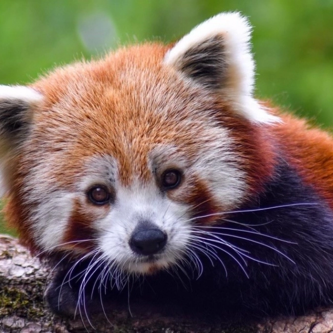 Panda Roux | Parc Animalier des Pyrénées