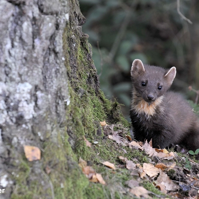 Martre - Parc Animalier des Pyrénées