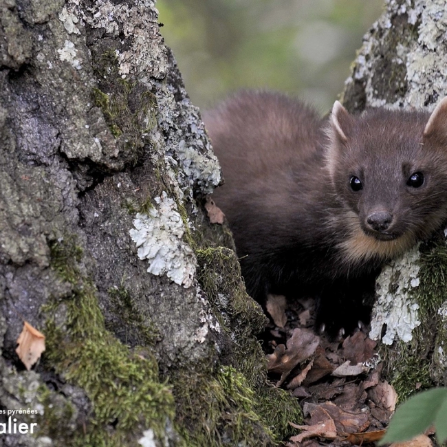 Martre - Parc Animalier des Pyrénées