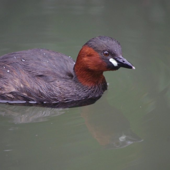 Grèbe Castagneux | Parc Animalier des Pyrénées