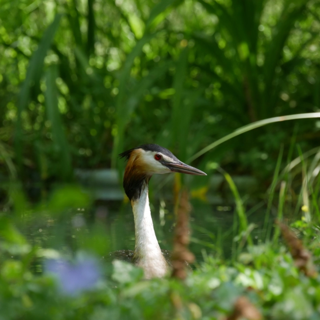 Grèbe Huppé | Parc Animalier des Pyrénées