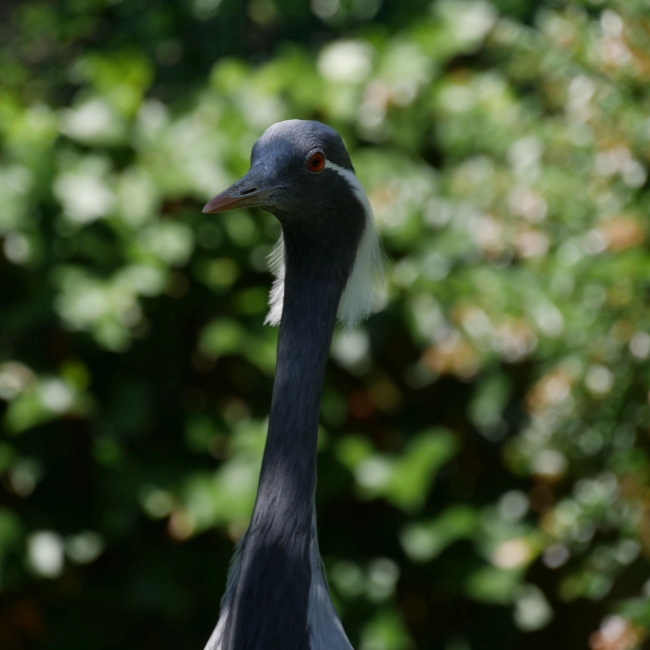 Grue Demoiselle | Parc Animalier des Pyrénées