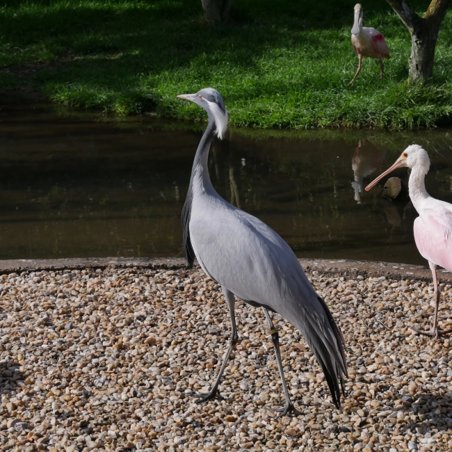 Grue Demoiselle | Parc Animalier des Pyrénées