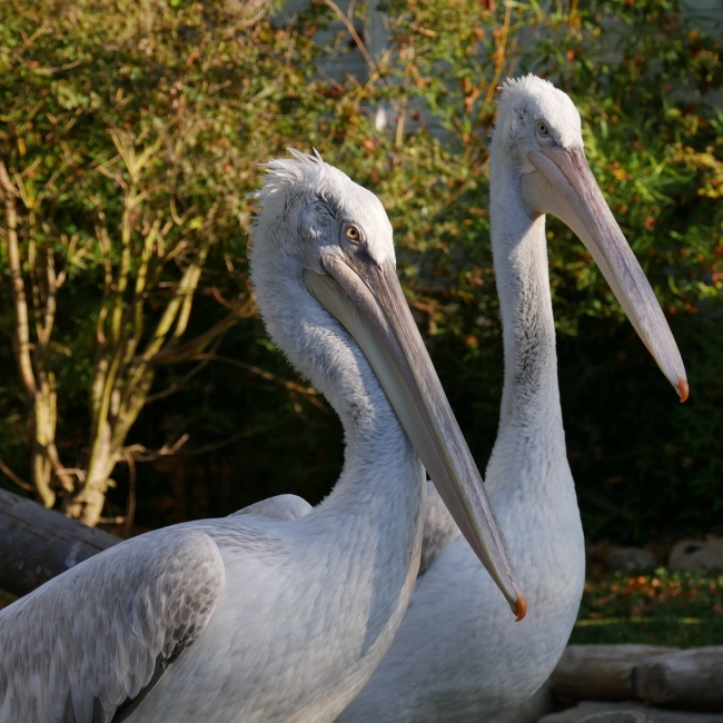 Pélican Frisé | Parc Animalier des Pyrénées