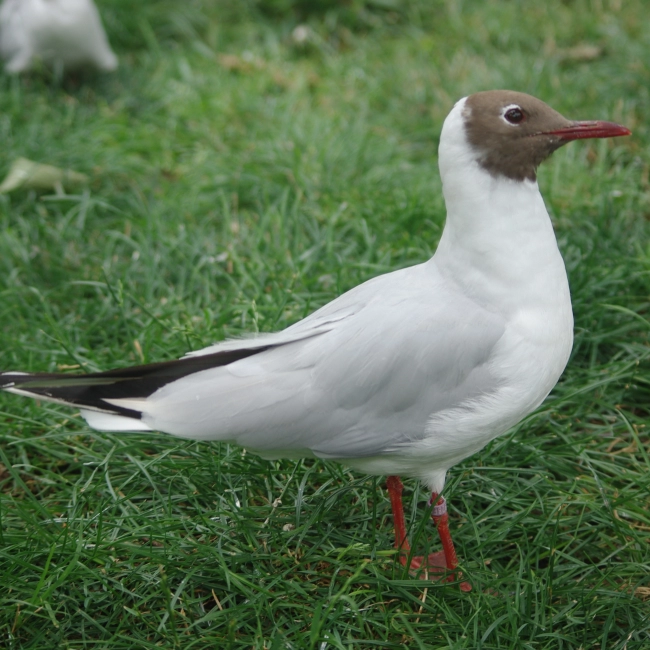 Mouette Rieuse | Parc Animalier des Pyrénées