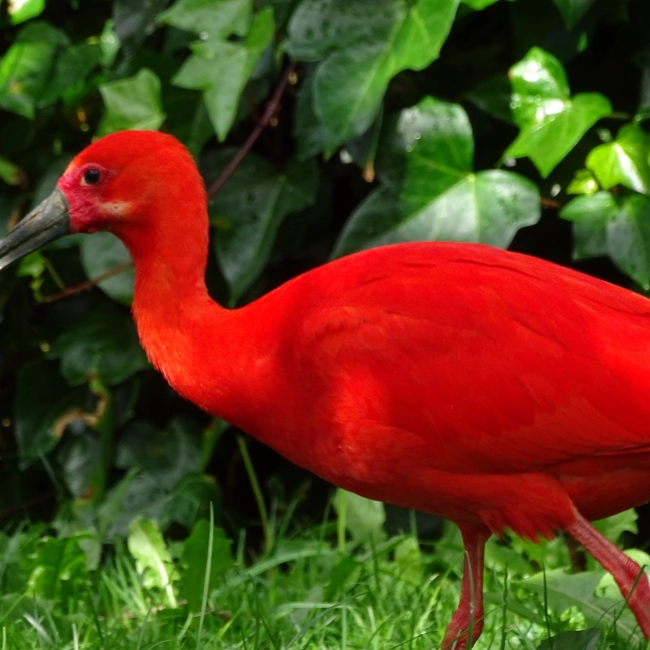 Ibis Rouge | Parc Animalier des Pyrénées