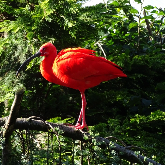 Ibis Rouge | Parc Animalier des Pyrénées
