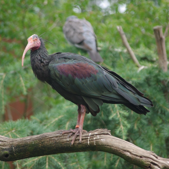 Ibis Chauve | Parc Animalier des Pyrénées
