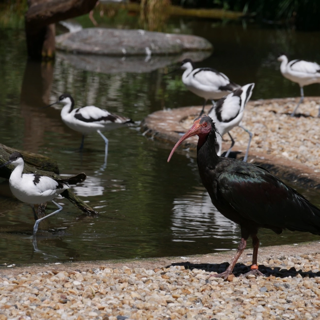 Ibis Chauve | Parc Animalier des Pyrénées