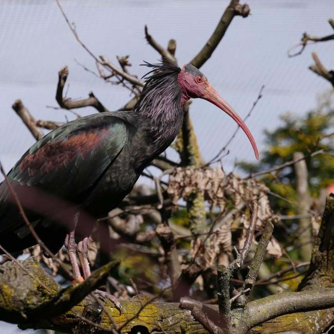 Ibis Chauve | Parc Animalier des Pyrénées