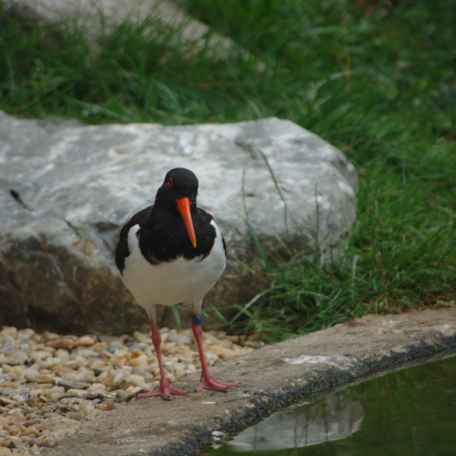 Huîtrier Pie | Parc Animalier des Pyrénées
