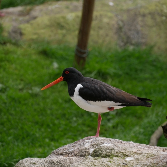 Huîtrier Pie | Parc Animalier des Pyrénées