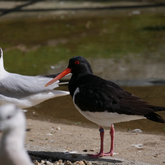Huîtrier Pie | Parc Animalier des Pyrénées