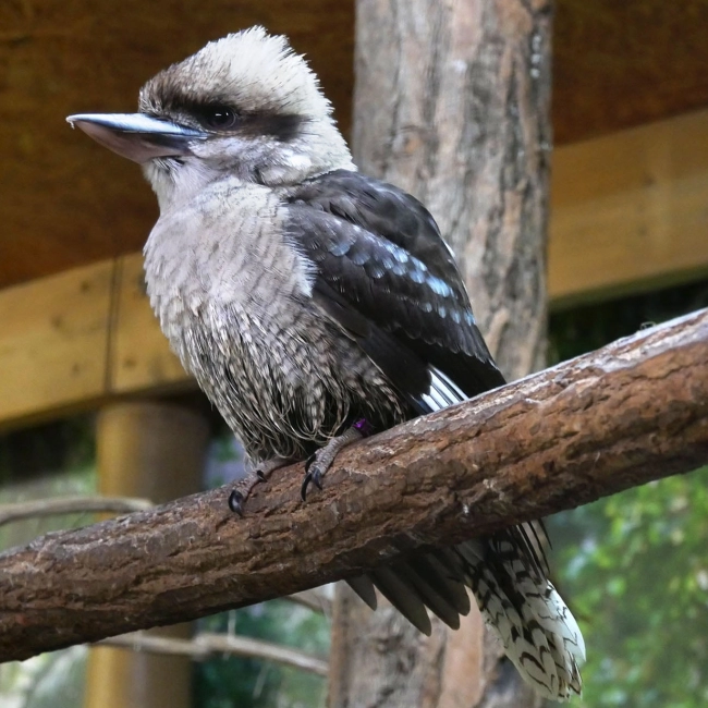 Kookaburra | Parc Animalier des Pyrénées