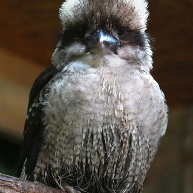 Kookaburra | Parc Animalier des Pyrénées
