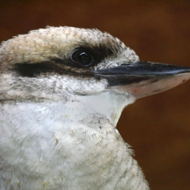 Kookaburra | Parc Animalier des Pyrénées