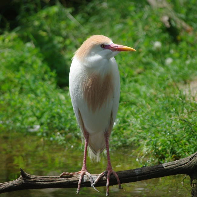 Le Héron Garde-Bœuf - Parc Animalier des Pyrénées