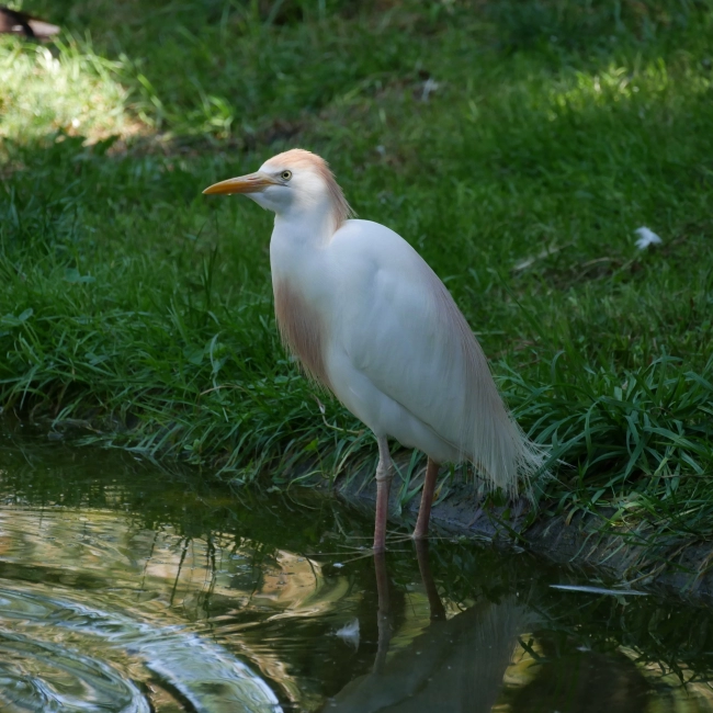 Le Héron Garde-Bœuf - Parc Animalier des Pyrénées